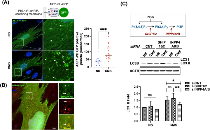 I 類磷脂酰肌醇3-激酶（PI3Ks）激活小梁網細胞中拉伸誘導的自噬