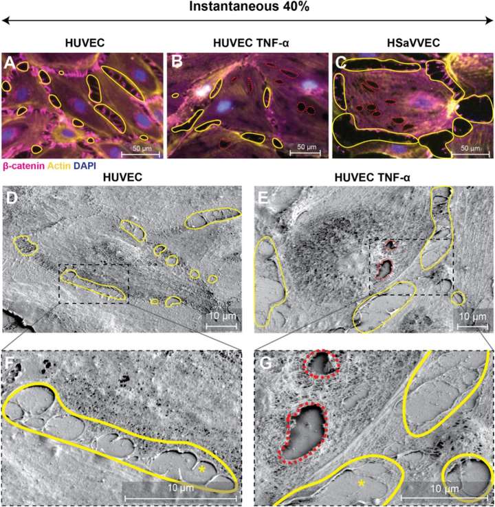 拉伸誘導的內皮細胞單層損傷