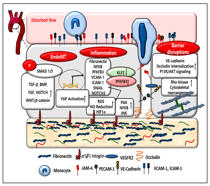 血管炎性疾病和內皮表型