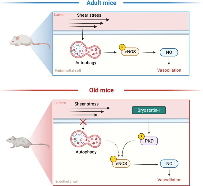 苔蘚抑素-1（Bryostatin-1）通過抑制內皮細胞自噬改善動脈功能