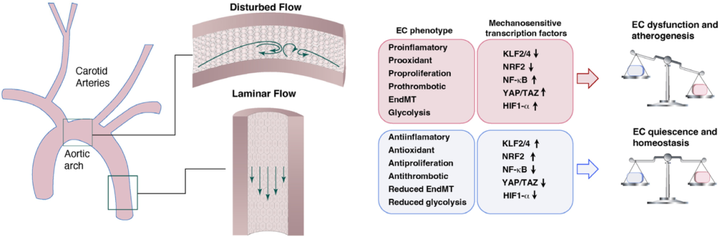 動脈粥樣硬化中的內皮細胞力學生物學