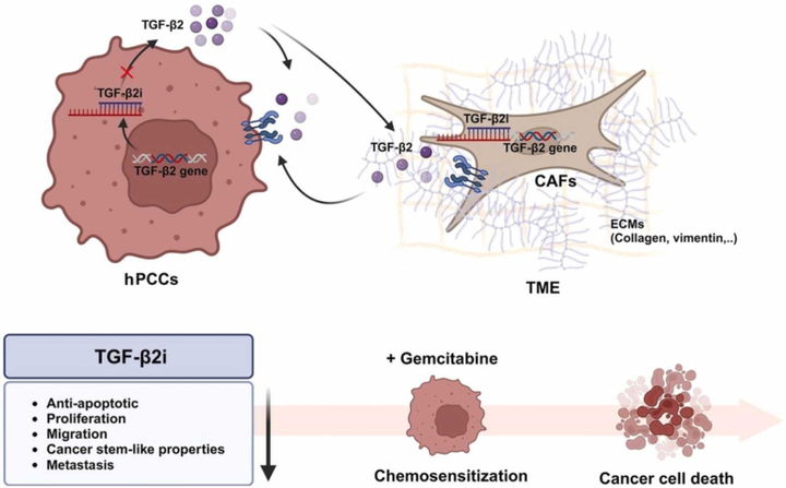 轉(zhuǎn)化生長(zhǎng)因子-β2（TGF-β2）的下調(diào)增強(qiáng)胰腺癌對(duì)吉西他濱的化療敏感性并減少轉(zhuǎn)移