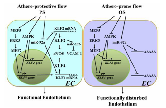 機(jī)械敏感型 miR 在內(nèi)皮細(xì)胞對(duì)切應(yīng)力和氧化還原狀態(tài)響應(yīng)中的作用